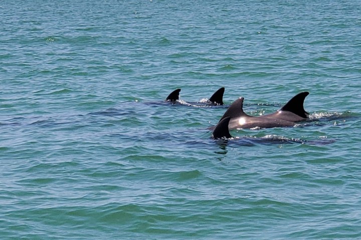 a dolphin jumping out of the water