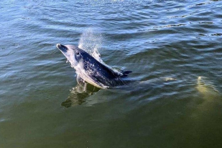 a dog swimming in a body of water