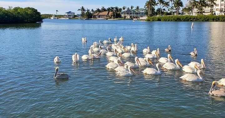 a flock of seagulls are swimming in a body of water